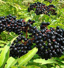 Load image into Gallery viewer, Elderberry Syrup