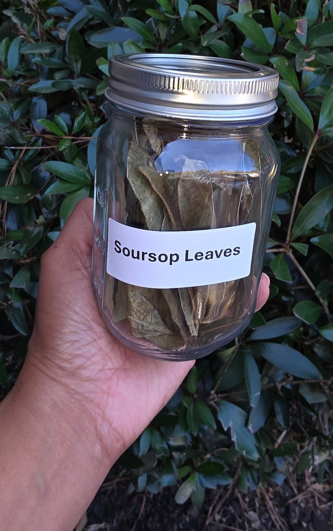 Soursop Leaves