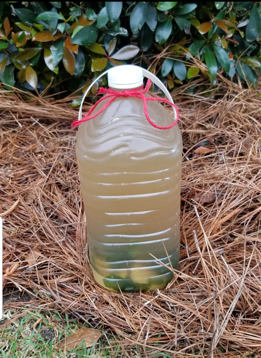 Weight Lifted Detox Tea